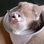 宠物窝 猫锅 铝制 降温散热